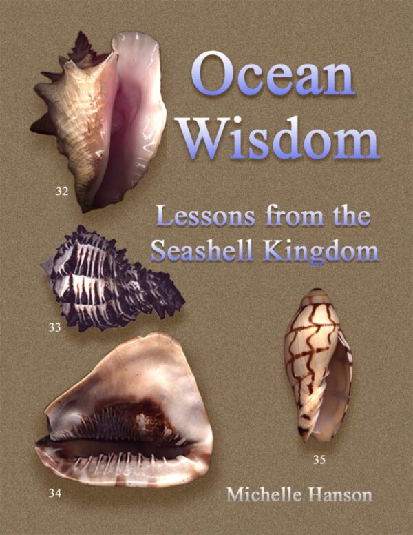 A book cover with shells on it.