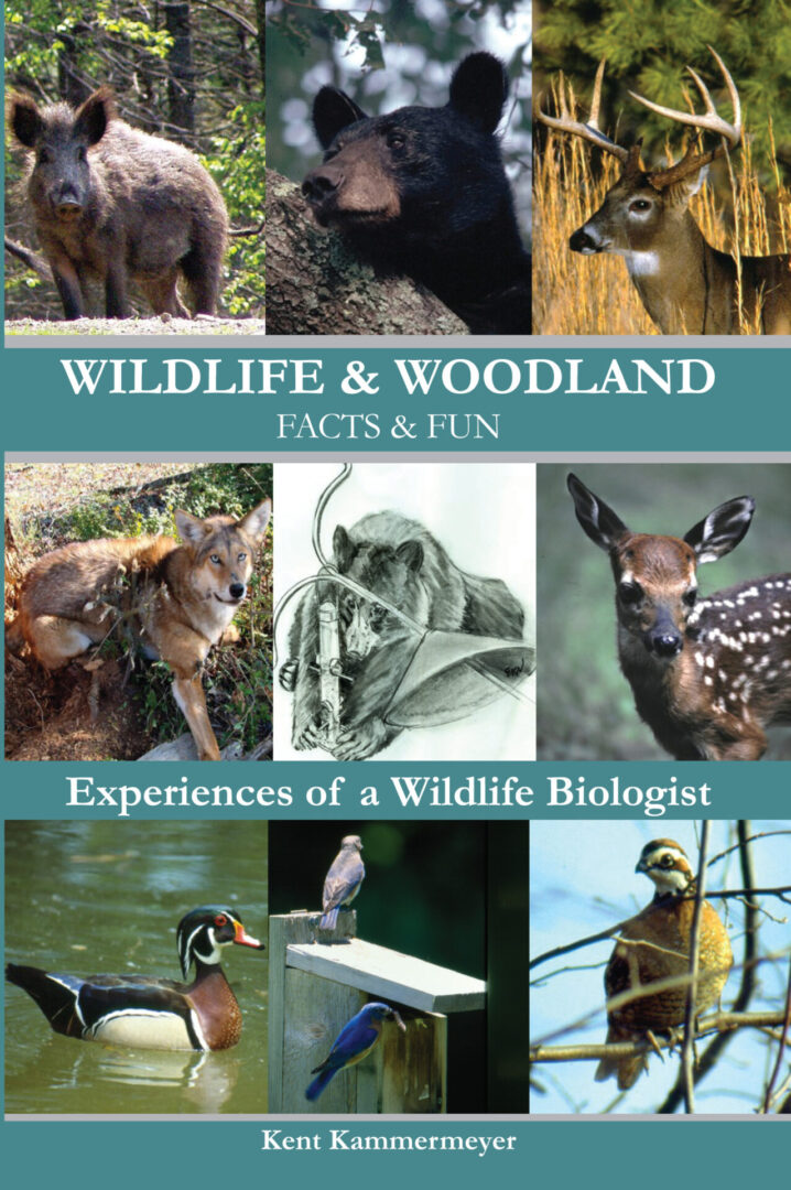 Promotional cover for Wildlife & Woodland Facts & Fun featuring a compilation of wildlife images.